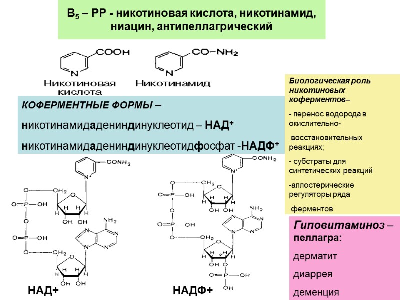 В5 – РР - никотиновая кислота, никотинамид, ниацин, антипеллагрический КОФЕРМЕНТНЫЕ ФОРМЫ – никотинамидадениндинуклеотид – В5 – РР - никотиновая кислота, никотинамид, ниацин, антипеллагрический КОФЕРМЕНТНЫЕ ФОРМЫ – никотинамидадениндинуклеотид –